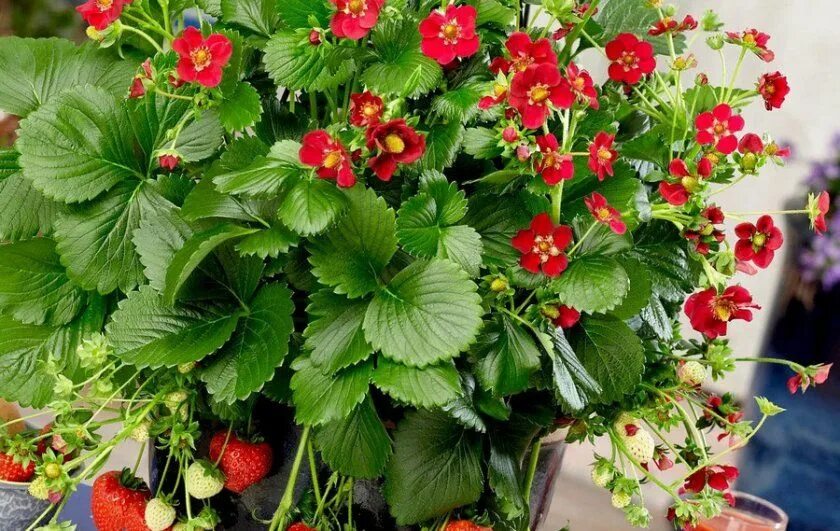 Красная клубника фото Земляника (клубника ) Тоскана Everbearing strawberries, Plant bugs, Easy care pl