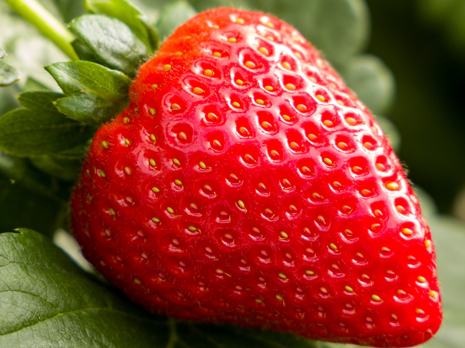 Красная клубника фото ABZ Seeds Specialist in strawberry cultivation