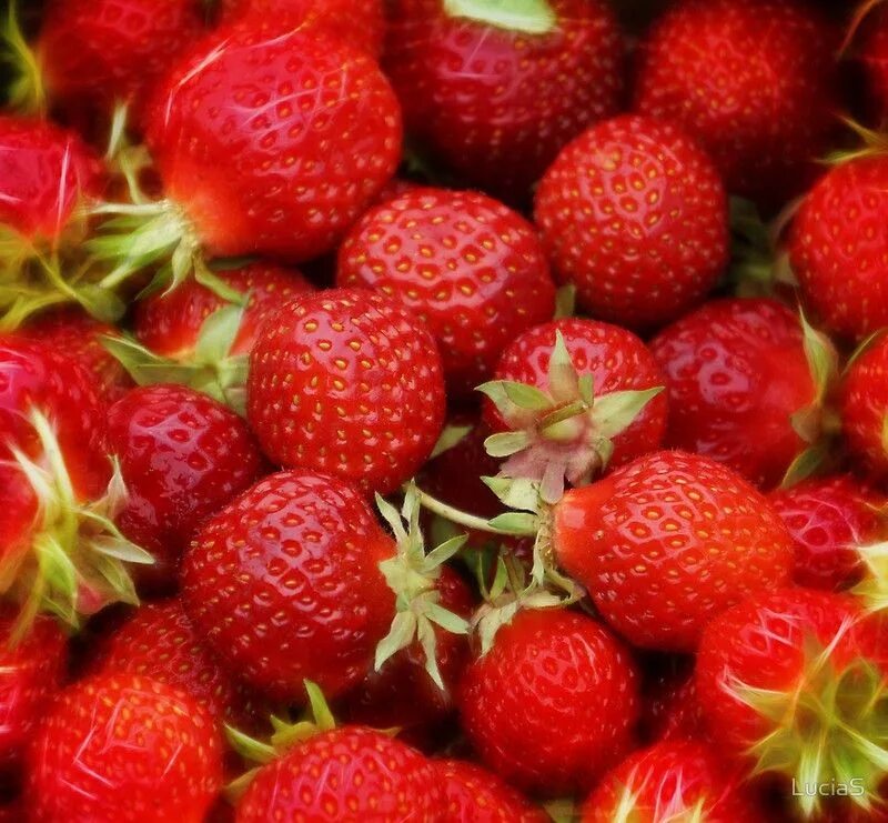 Красная клубника фото Leggings mit "Strawberry Hill" von LuciaS Cultivar fresas, Fruta, Planta de fres