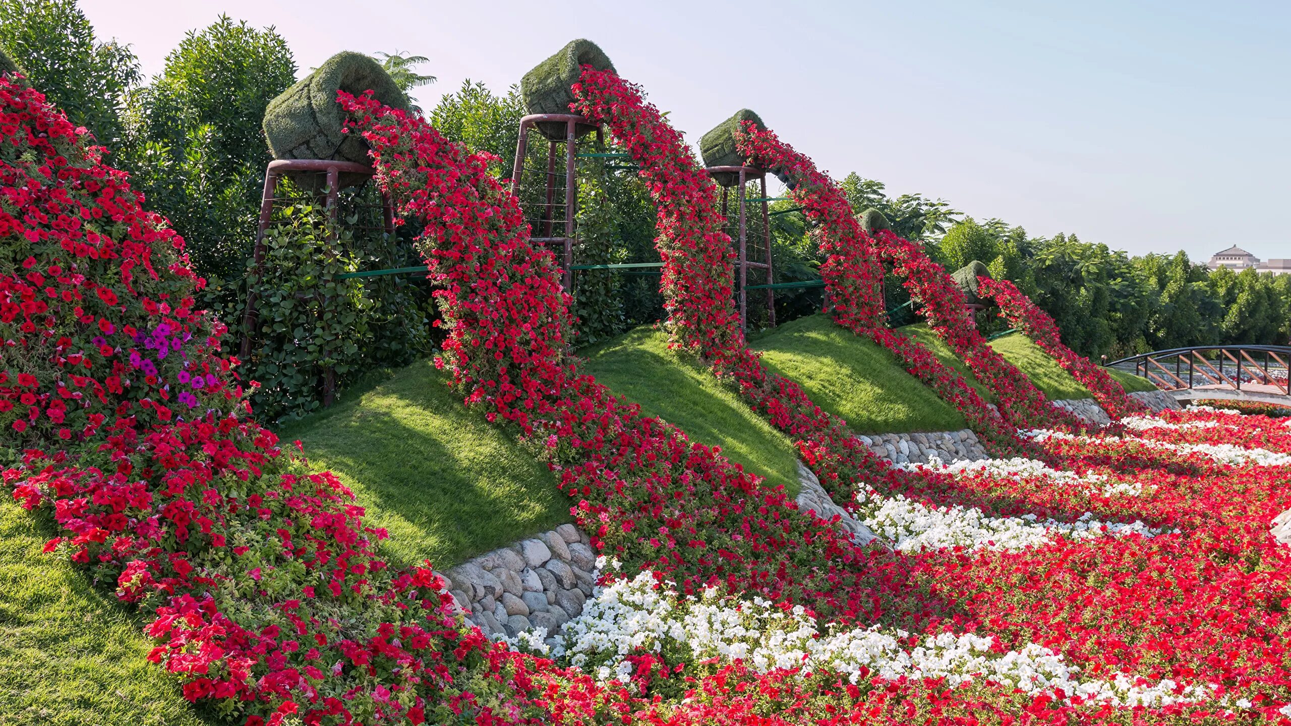 Красная клумба фото Картинка Дубай ОАЭ Miracle Garden Природа Сады петуния 2560x1440