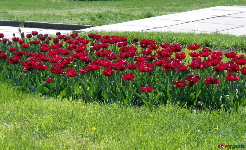Красная клумба фото A flower bed of red tulips free image - № 12930