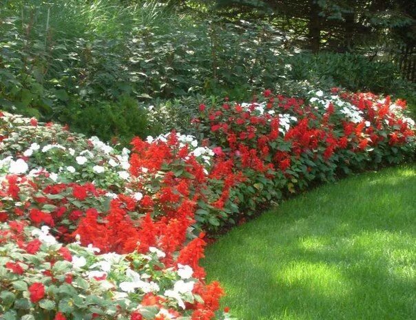 Красная клумба фото Pin by Renee Coen on Garden Plants, Garden, Photo