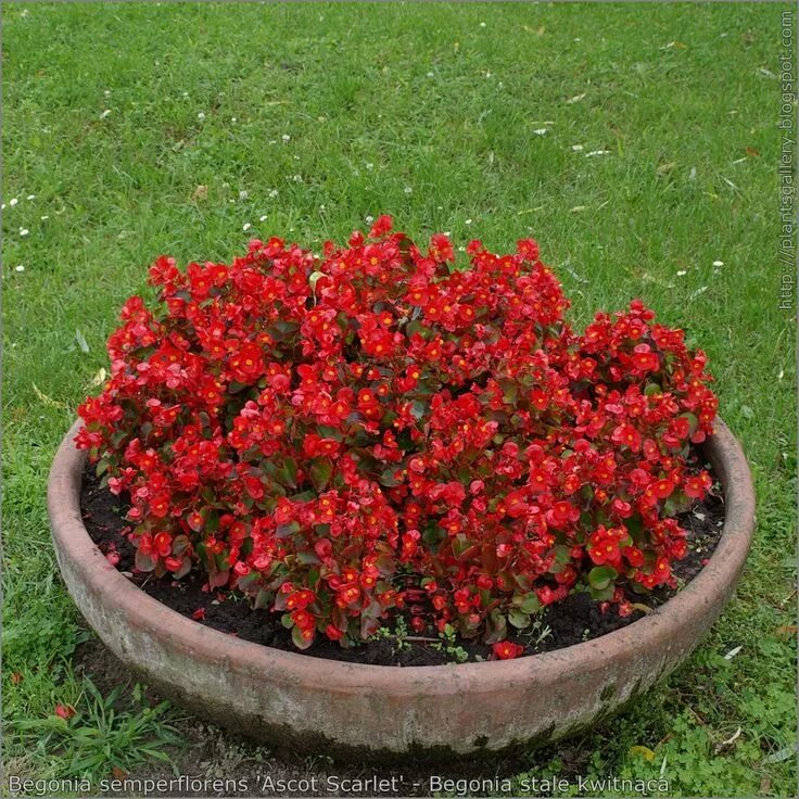 Красная клумба фото IMGP5951 Begonia semperflorens - Begonia stale kwitnąca Planting flowers, Begoni