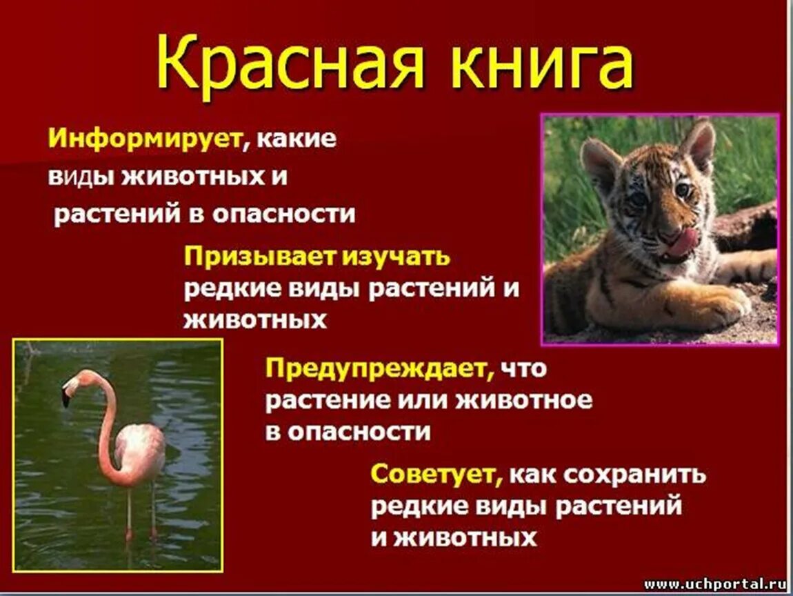 Красная книга 2 класс фото Красная книга россии