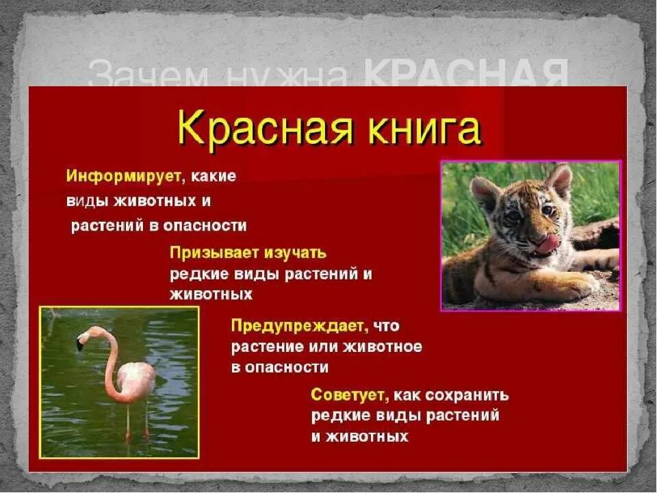 Красная книга 2 класс фото Делать красную книгу