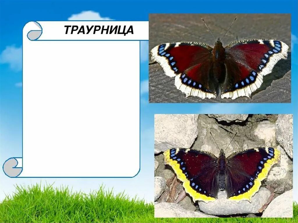 Красная книга бабочки фото и описание Насекомые. Бабочки и жуки - online presentation