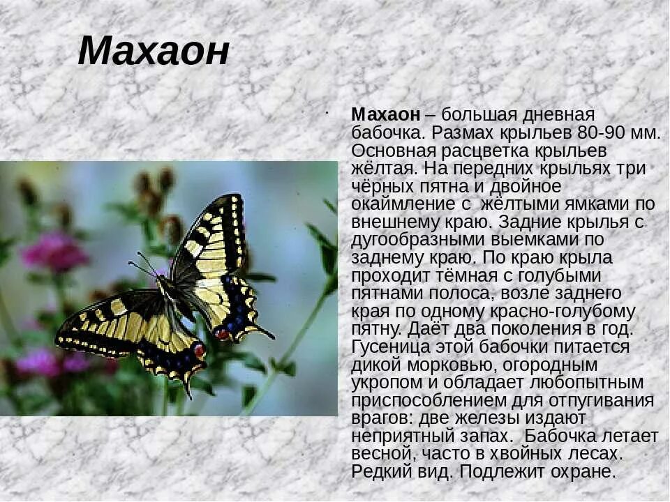 Красная книга бабочки фото и описание Бабочка описание 2 класс