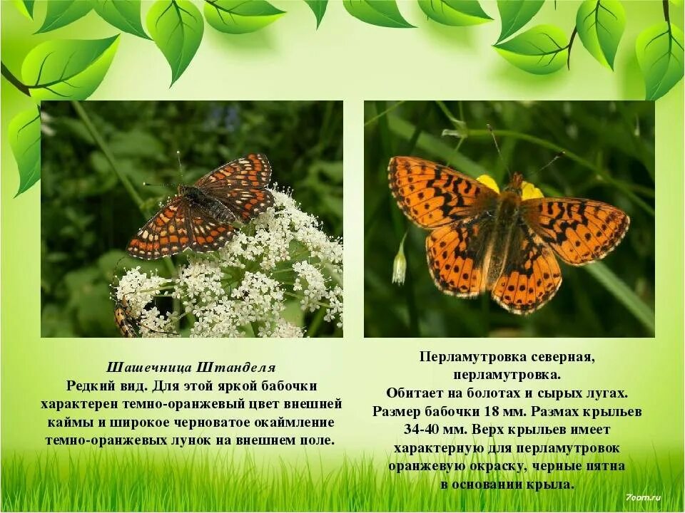 Красная книга бабочки фото и описание Насекомые красной книги бабочки