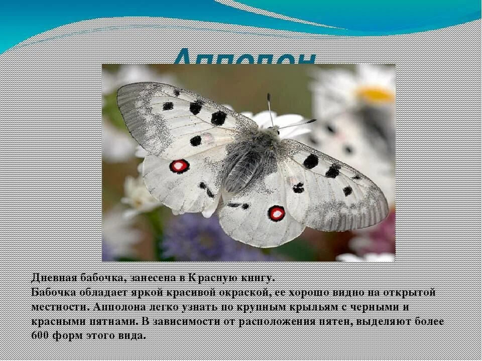 Красная книга бабочки фото и описание Картинки БАБОЧКА АПОЛЛОН ОПИСАНИЕ