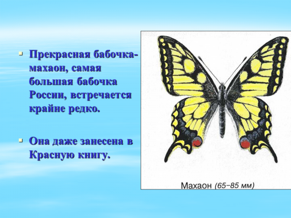 Красная книга бабочки фото и описание Презентация Бабочки и жуки 2 класс - скачать бесплатно pptx