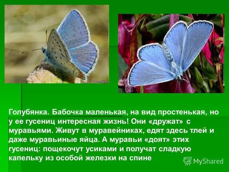 Красная книга бабочки фото и описание Бабочка адмирал: как выглядит на фото, описание адмирала, образ жизни и ареал об