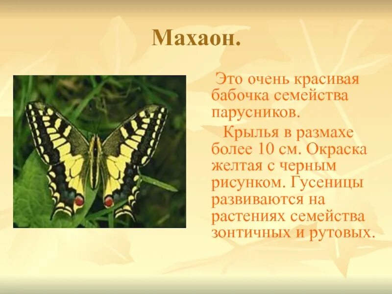 Красная книга бабочки фото и описание Картинки БАБОЧКА ВНЕСЕННАЯ В КРАСНУЮ КНИГУ