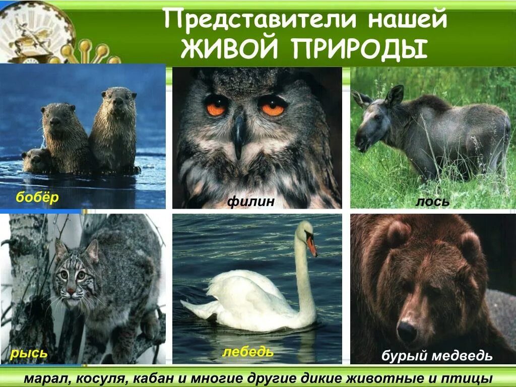 Красная книга башкирии животных и их фото PPT - Башкортостан - жемчужина России PowerPoint Presentation - ID:6117196