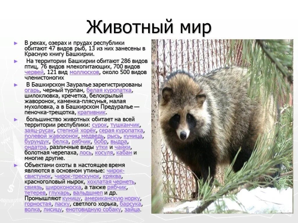 Красная книга башкирии животных и их фото Картинки ЖИВОТНЫЕ И РАСТЕНИЯ КРАСНОЙ КНИГИ РЕСПУБЛИКИ БАШКОРТОСТАН