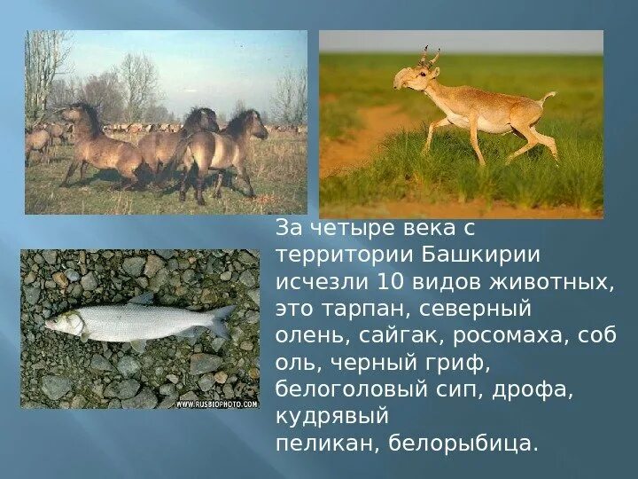 Красная книга башкирии животных и их фото Презентация красная книга башкортостана животные