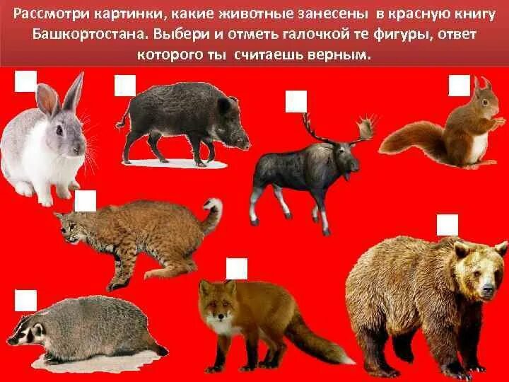 Красная книга башкирии животных и их фото Животные внесенные в красную книгу башкортостана