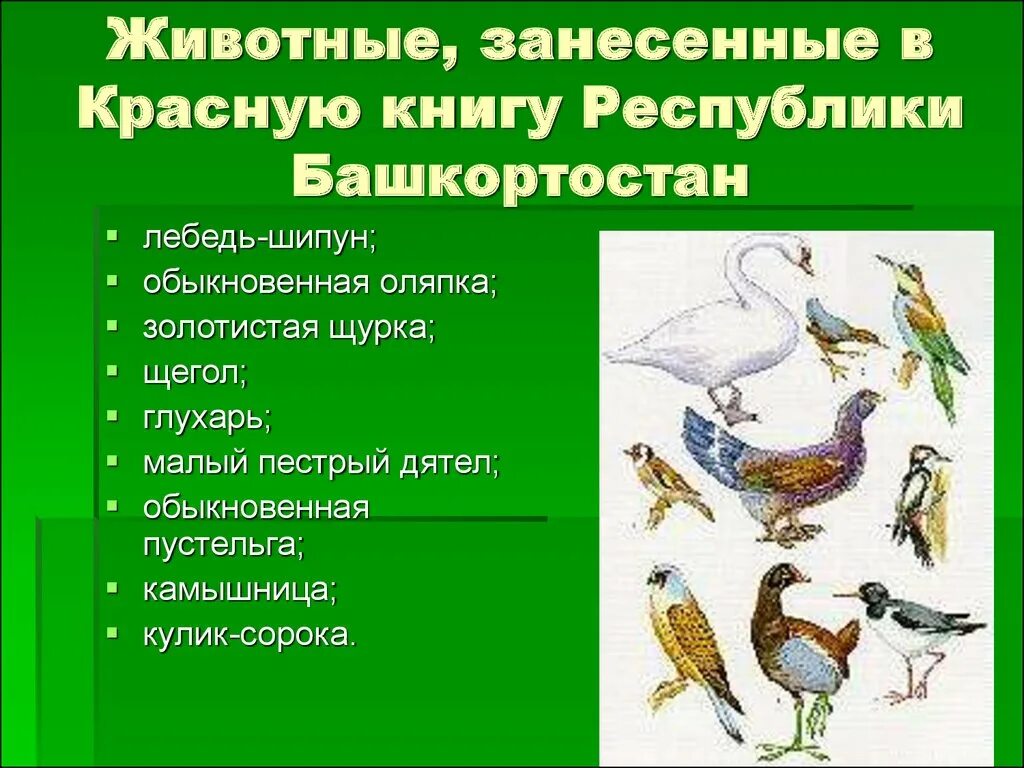 Красная книга башкирии животных и их фото Красная книга башкортостана проект