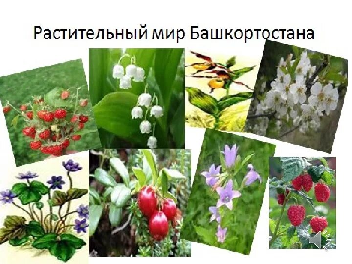 Красная книга башкортостана растения фото с названиями Викторина " Родной Башкортостан"