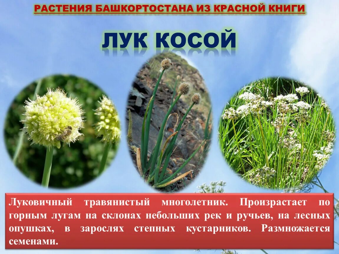 Красная книга башкортостана растения фото с названиями Сохраним красоту природы. Растения, занесенные в КРАСНУЮ КНИГУ Республики Башкор