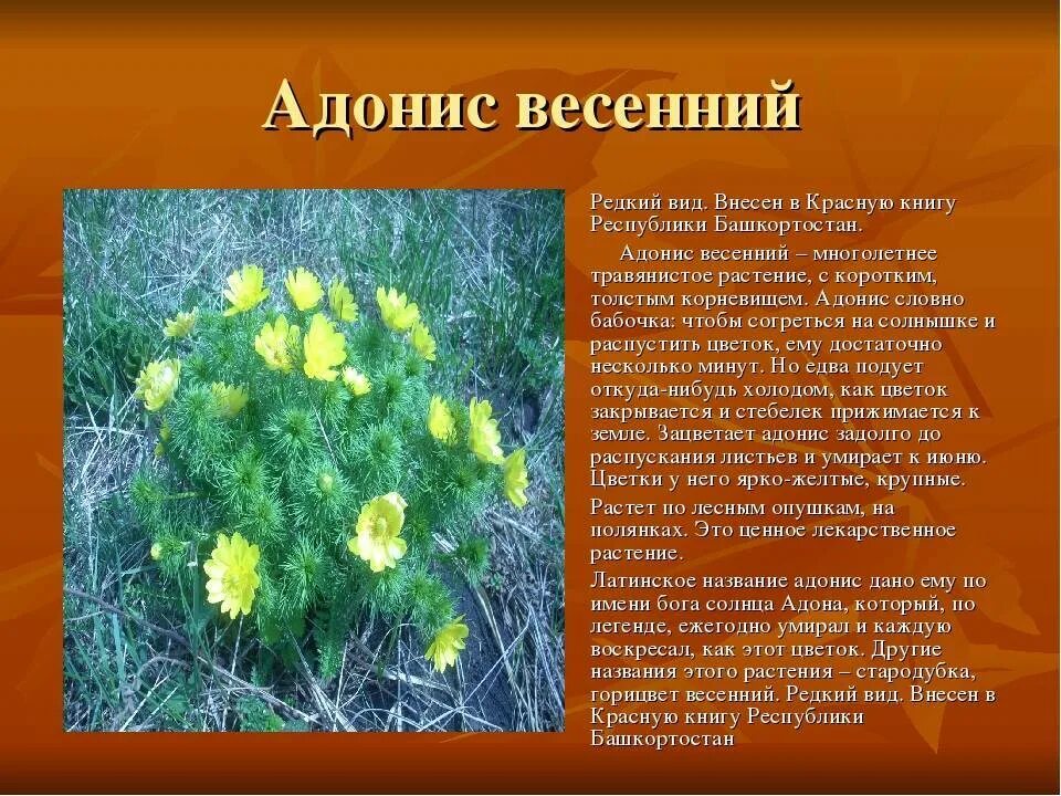 Красная книга башкортостана растения фото с названиями Растения из красной книги башкортостана