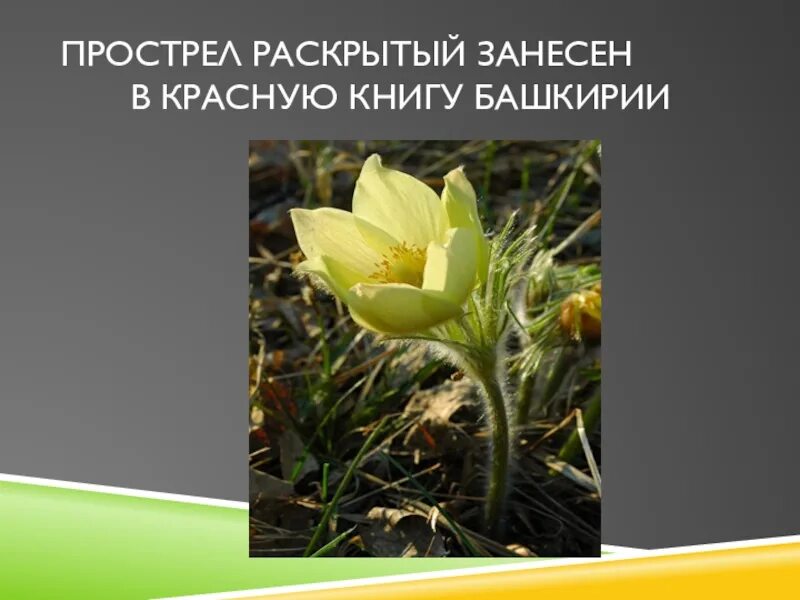 Красная книга башкортостана растения фото с названиями Картинки РАСТЕНИЯ ВНЕСЕННЫЕ В КРАСНУЮ КНИГУ БАШКИРИИ