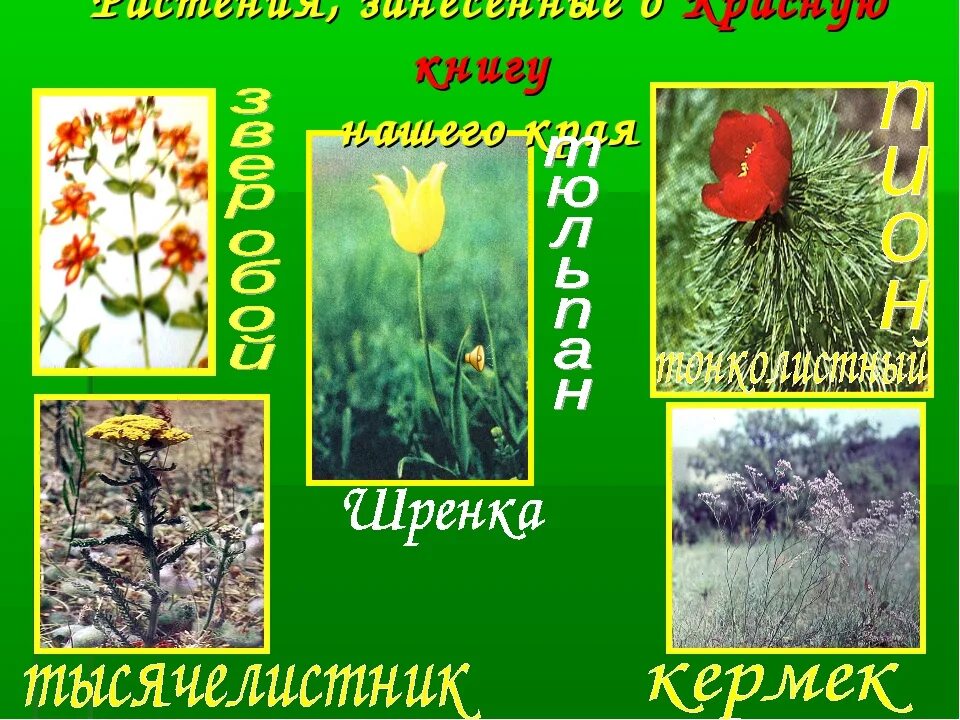 Красная книга башкортостана растения фото с названиями Название растения занесены в красную книгу