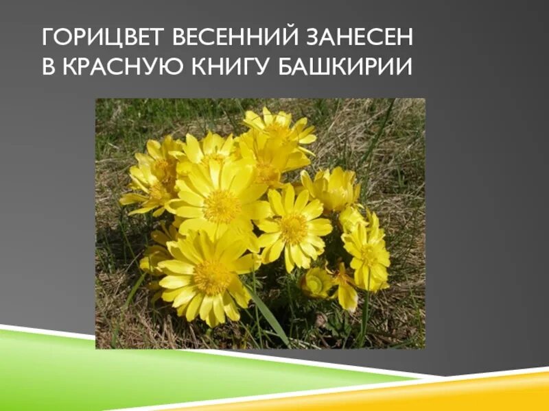 Красная книга башкортостана растения фото с названиями Картинки РАСТЕНИЯ ВНЕСЕННЫЕ В КРАСНУЮ КНИГУ БАШКИРИИ