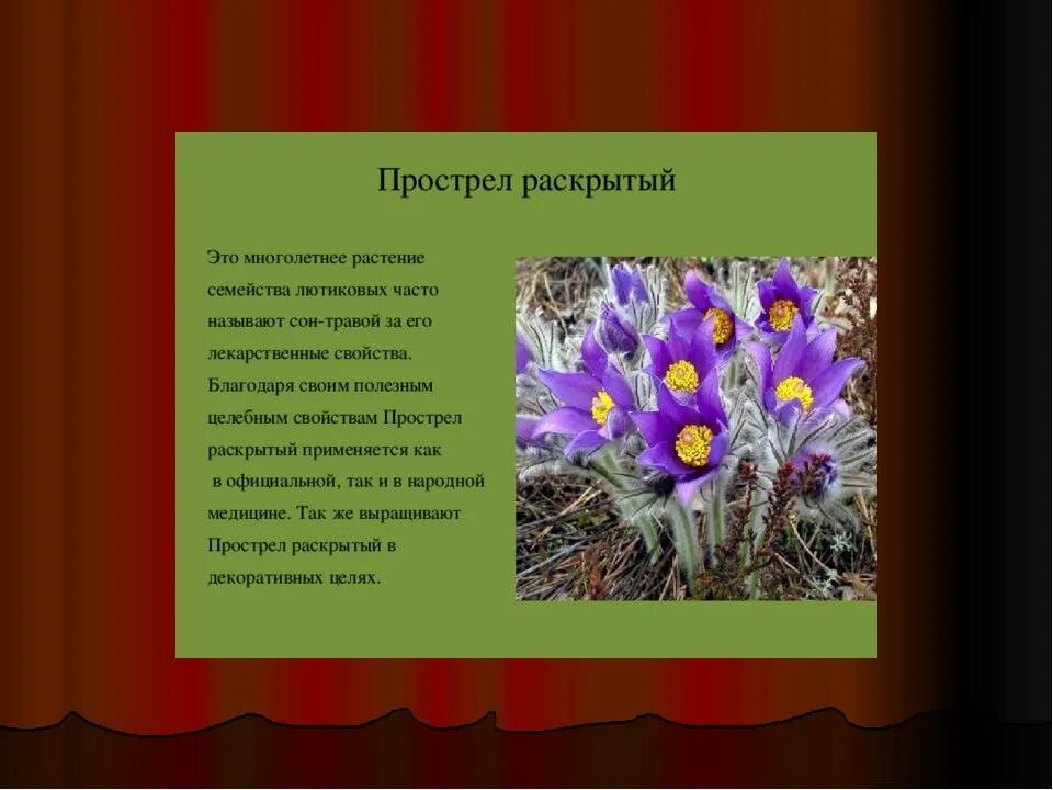 Красная книга башкортостана растения фото с названиями Красная книга башкортостана проект