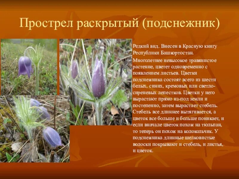 Красная книга башкортостана растения фото с названиями Картинка красной книги башкортостана