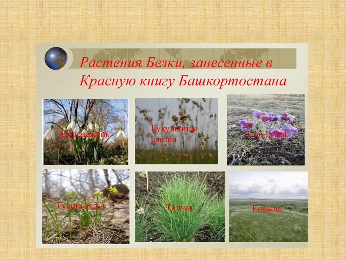 Красная книга башкортостана растения фото с названиями Презентация для классного часа "Цветы жизни"