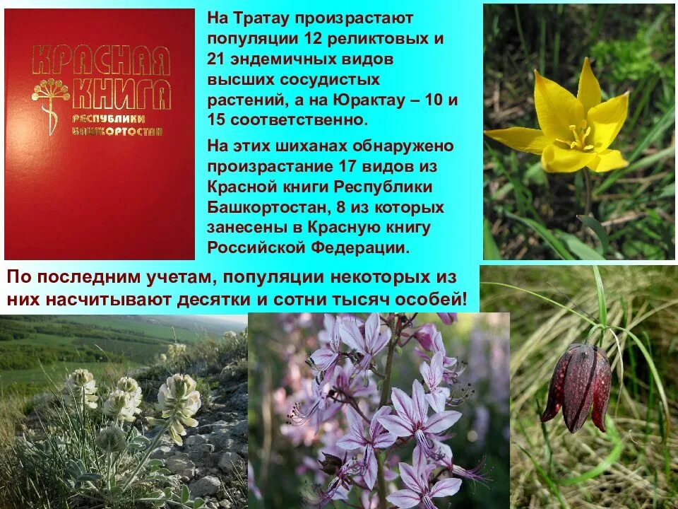 Красная книга башкортостана растения фото с названиями Красная книга башкортостана проект