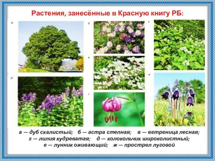 Красная книга башкортостана растения фото с названиями Картинки РАСТЕНИЯ ВНЕСЕННЫЕ В КРАСНУЮ КНИГУ БАШКИРИИ