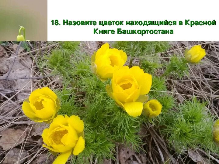 Красная книга башкортостана растения фото с названиями Презентация "Викторина по экологии "Люби и знай родной наш край"" (5 класс)