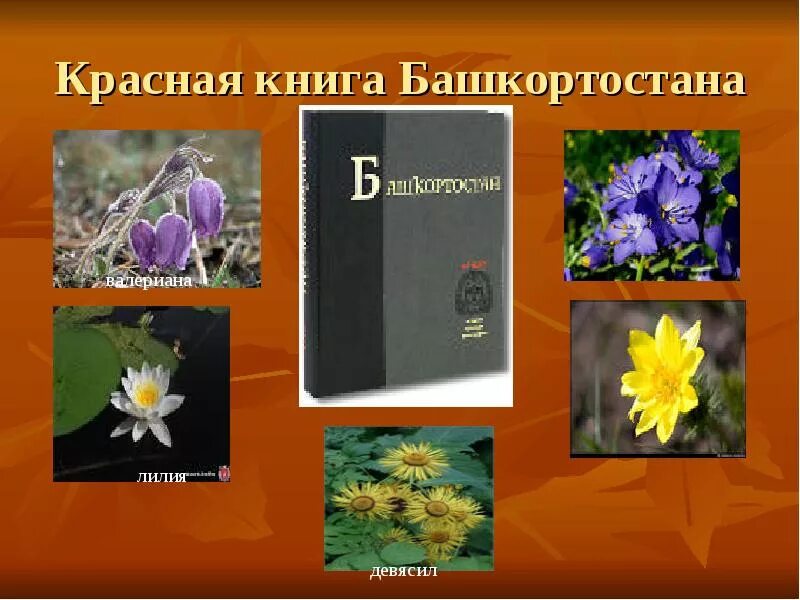 Красная книга башкортостана растения фото с названиями Красная книга башкортостана проект