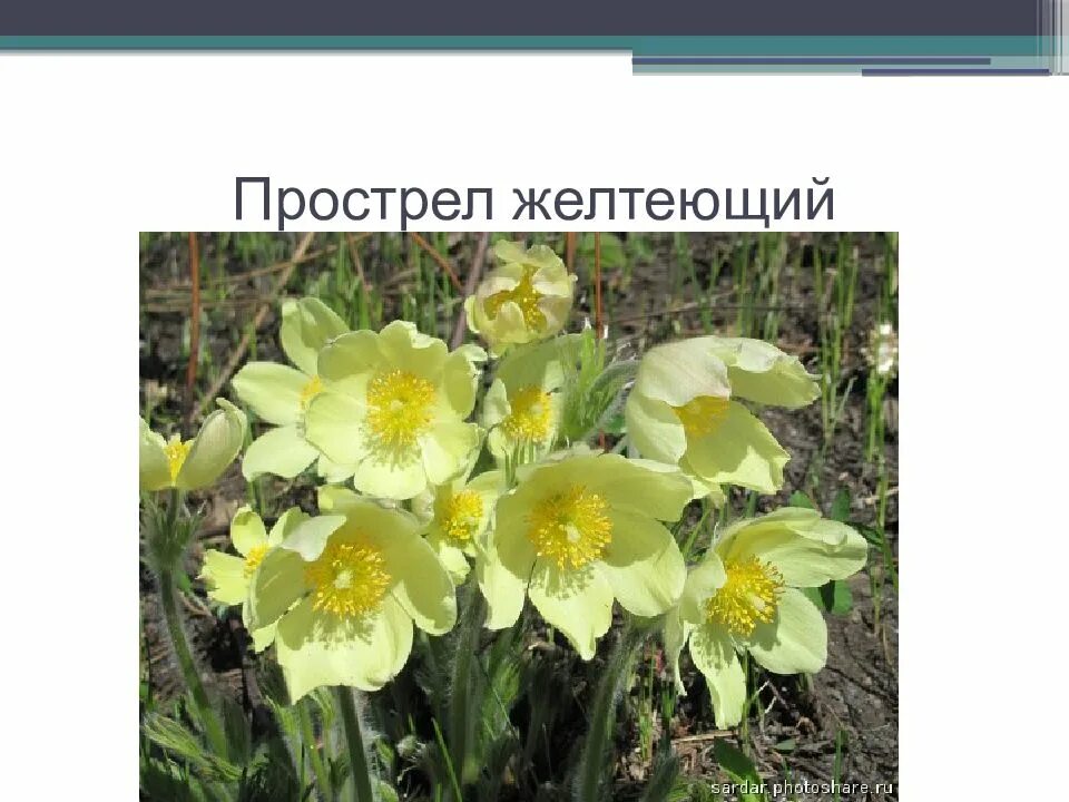 Красная книга башкортостана растения фото с названиями Картинки РАСТЕНИЯ ВНЕСЕННЫЕ В КРАСНУЮ КНИГУ БАШКИРИИ