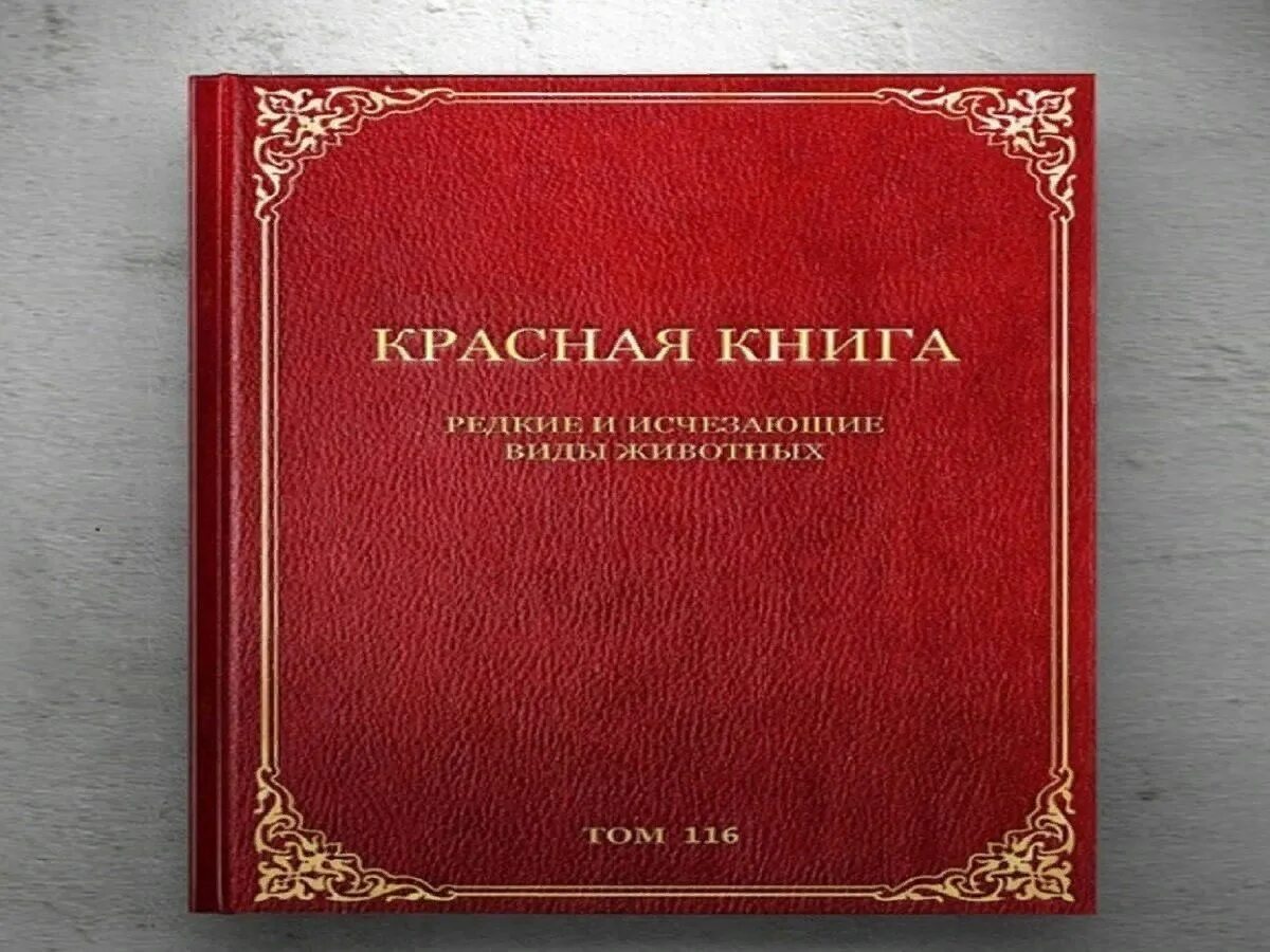Красная книга фото для презентации Беседа "Красная книга" 2022, Шелковской район - дата и место проведения, програм