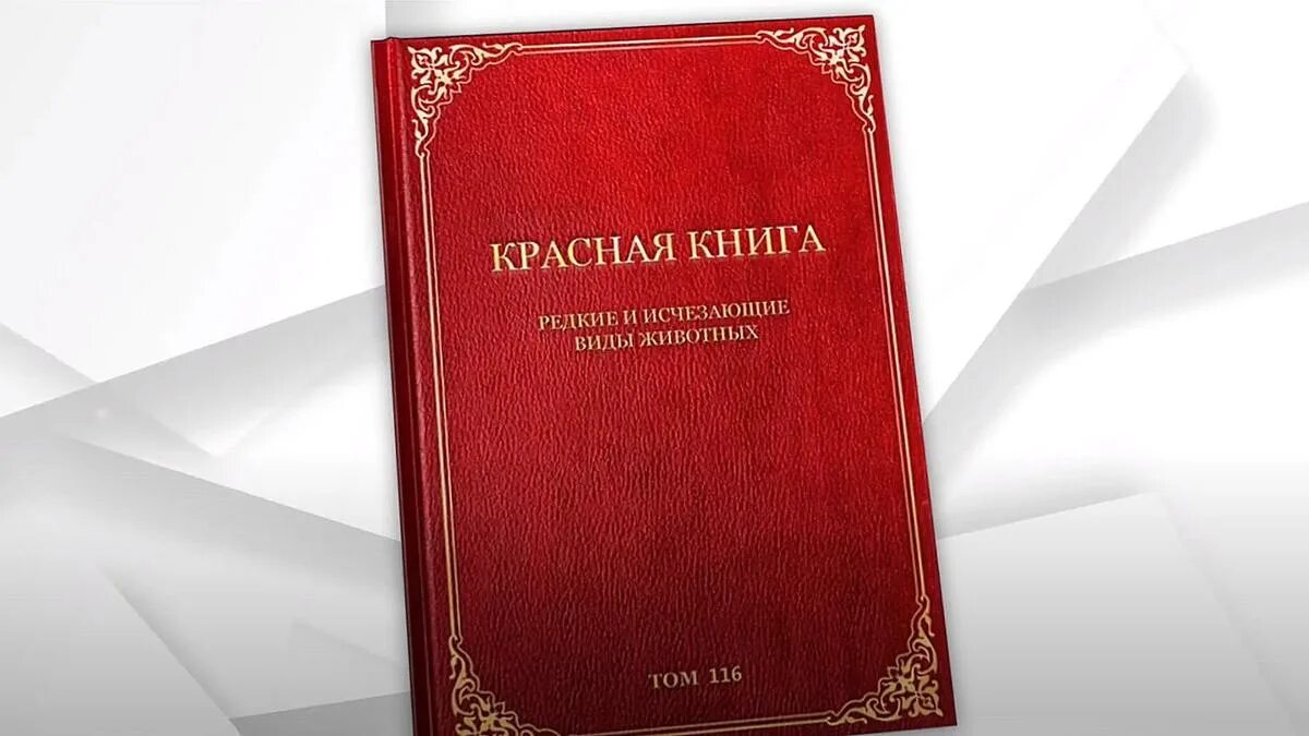 Красная книга фото для презентации Что такое Красная книга и зачем она нужна