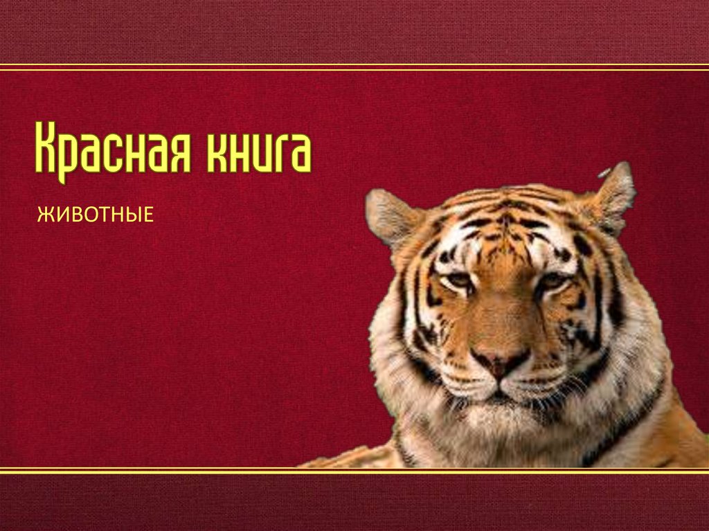 Красная книга фото для презентации Фон для презентации животные красной книги