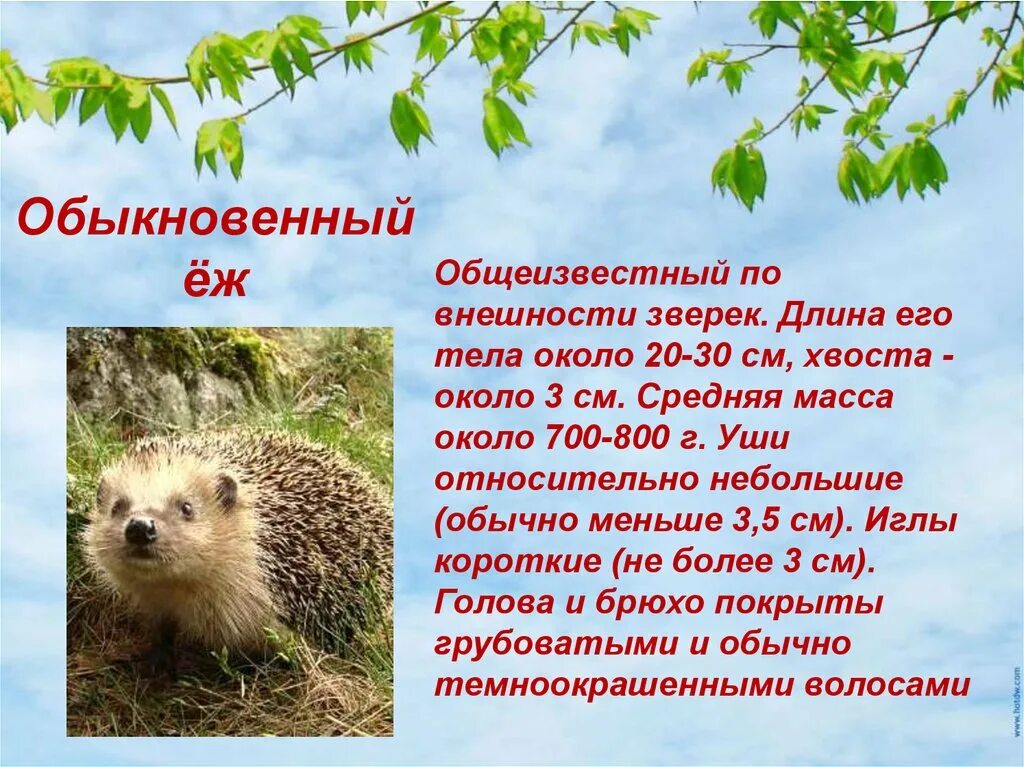 Красная книга карелии животные фото и описание Почему ежи в красной книге