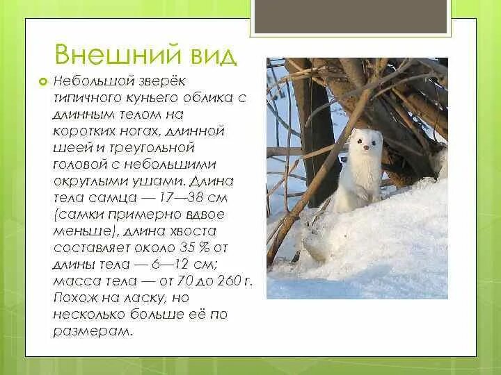Красная книга карелии животные фото и описание Животные Красной книги Карелии Красная книга Республики