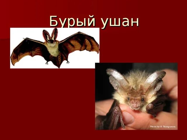 Красная книга карелии животные фото и описание "Животные Красной книги Карелии"