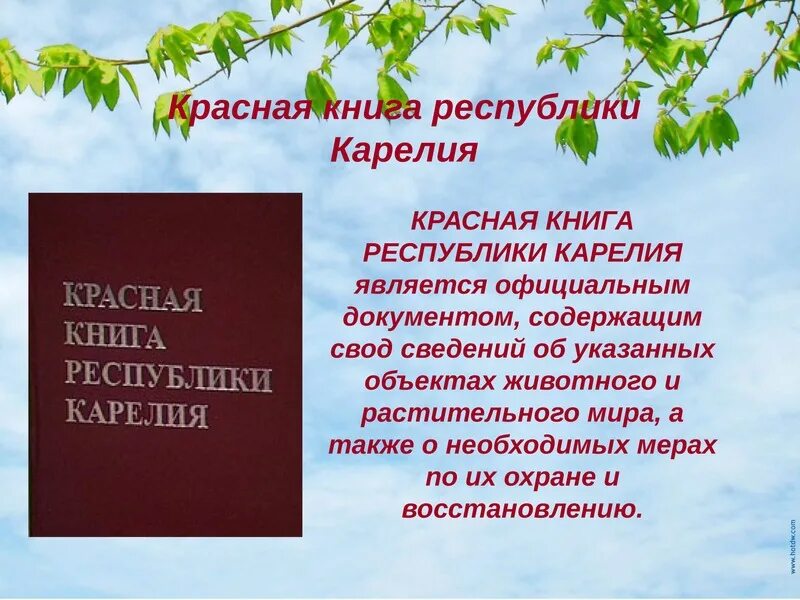 Красная книга карелии животные фото и описание Красная книга республики Карелия - презентация, доклад, проект скачать