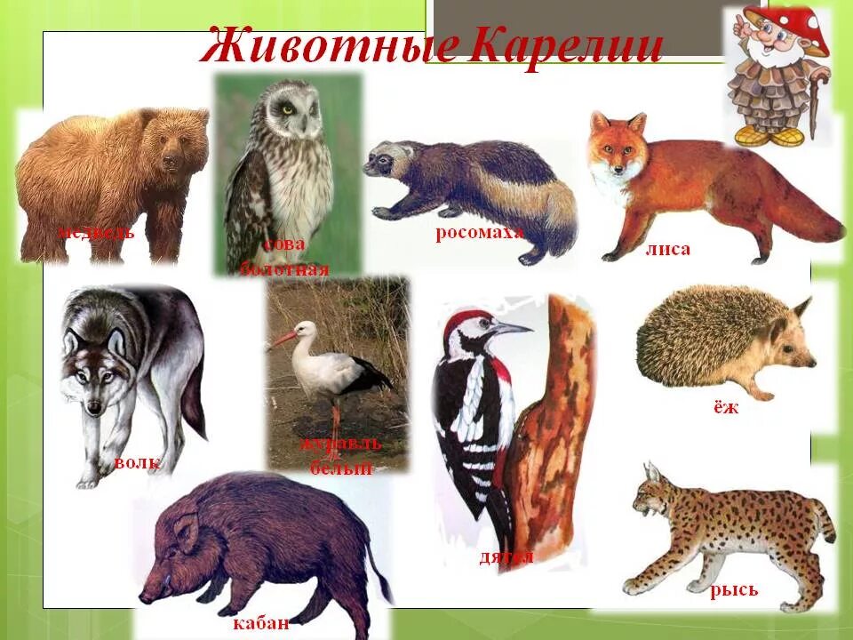 Красная книга карелии животные фото и описание Животный мир Карелии" - мероприятие в отделении временного проживания граждан по