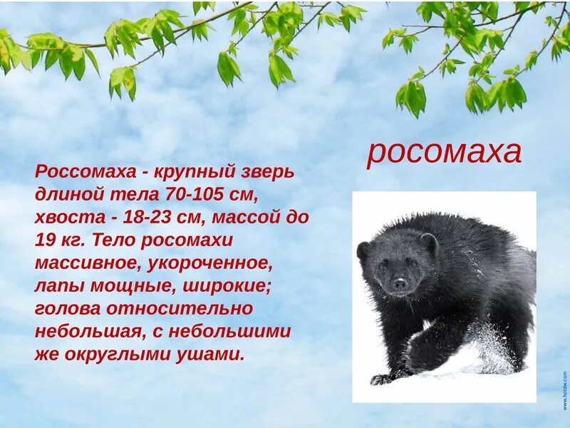 Красная книга карелии животные фото и описание Красная книга республики Карелия - презентация, доклад, проект скачать
