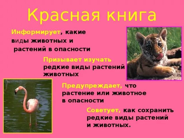 Красная книга карелии животные фото и описание Красная книга России