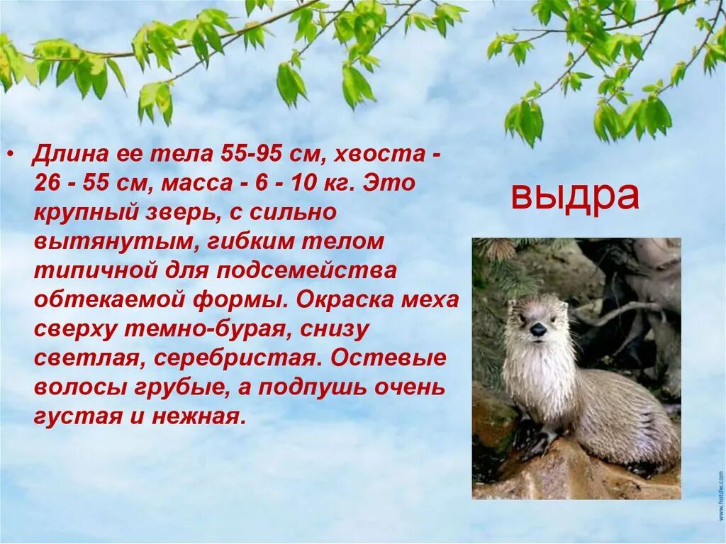 Красная книга карелии животные фото и описание Красная книга республики Карелия - презентация онлайн