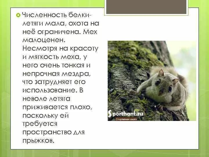 Красная книга карелии животные фото и описание Животные Красной книги Карелии Красная книга Республики