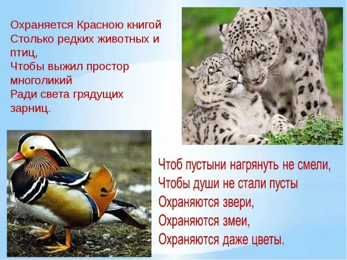 Красная книга международная животные фото и описание Животные внесенные в международную красную книгу