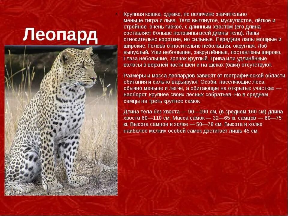 Красная книга международная животные фото и описание Животные которые вписаны в красную книгу