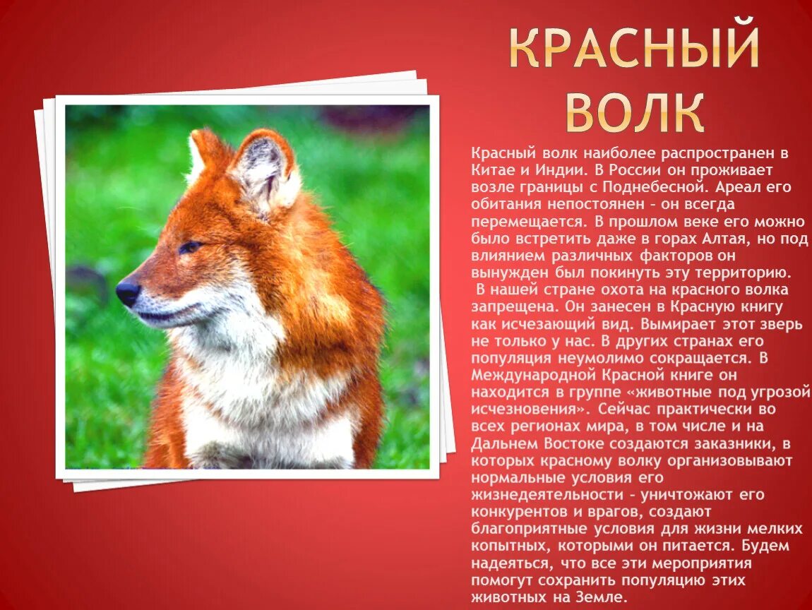 Красная книга международная животные фото и описание ЗАЩИТА ОКРУЖАЮЩЕЙ СРЕДЫ- ОБЯЗАННОСТЬ ГРАЖДАН РФ